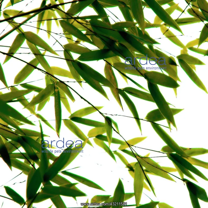 : Bamboo, Phyllostachys : Bamboo, Phyllostachys