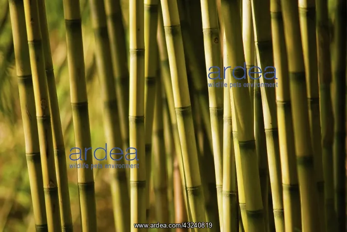 : Bamboo, Chusquea culeou : Bamboo, Chusquea culeou