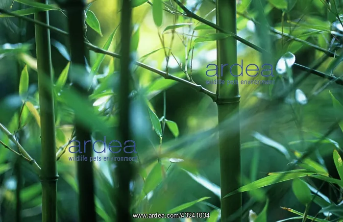: Bamboo, Black bamboo, Phyllostachys nigra : Bamboo, Black bamboo, Phyllostachys nigra