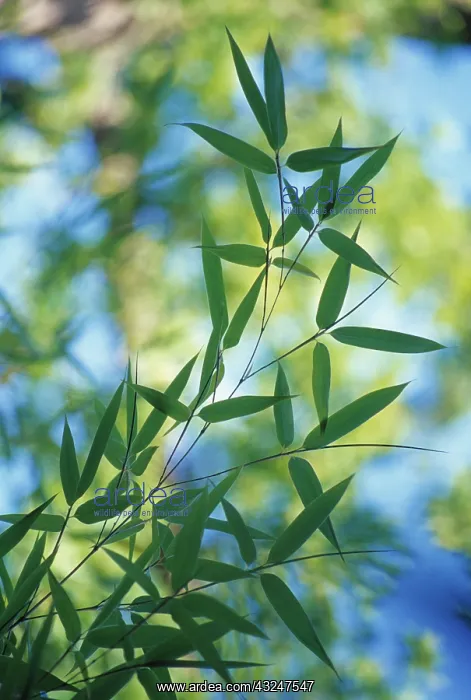 : Bamboo, Phyllostachys sulphurea : Bamboo, Phyllostachys sulphurea