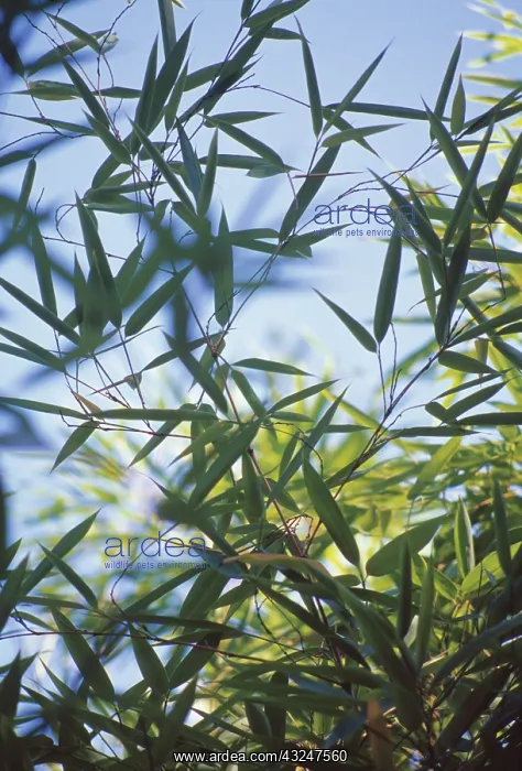 : Bamboo, Phyllostachys sulphurea : Bamboo, Phyllostachys sulphurea