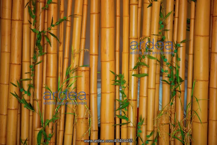 : Bamboo : Bamboo