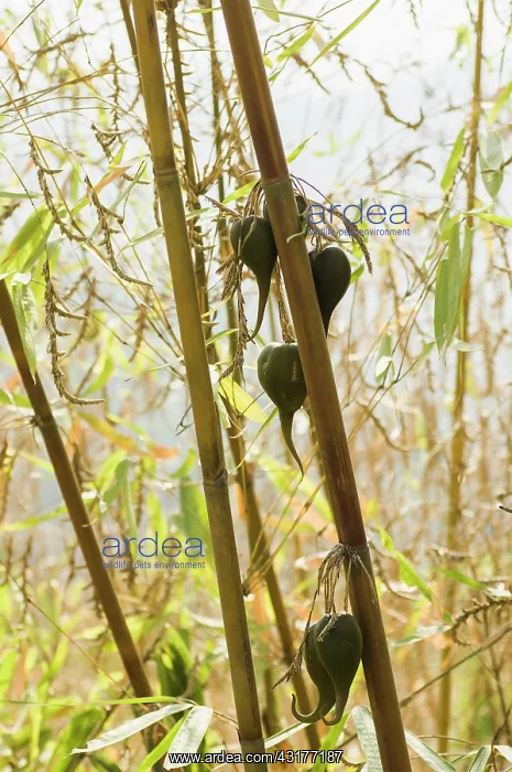 : Bamboo, Bambusa cultivar, Rare bamboo fruit hanging : Bamboo, Bambusa cultivar, Rare bamboo fruit hanging