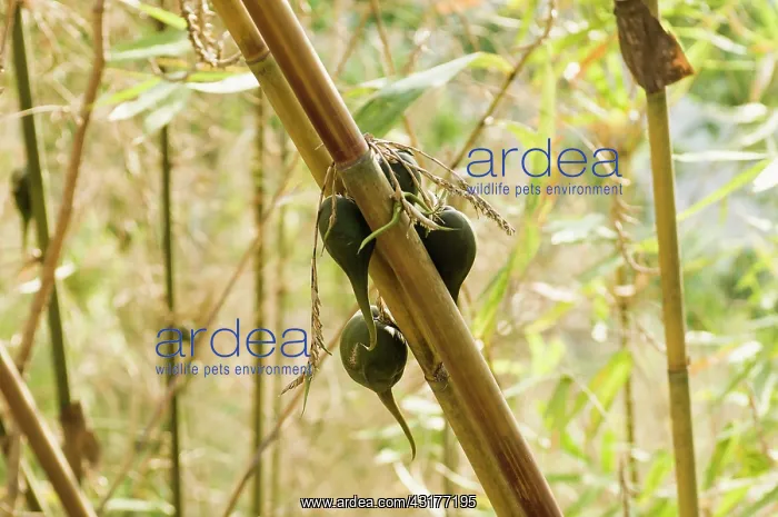 : Bamboo, Bambusa cultivar, Rare bamboo fruit hanging : Bamboo, Bambusa cultivar, Rare bamboo fruit hanging