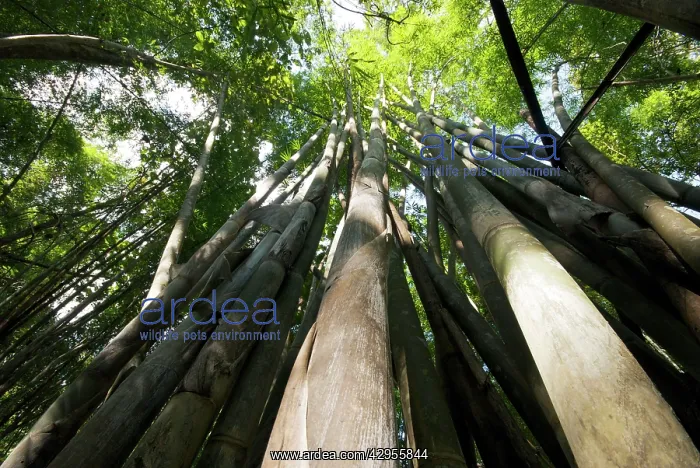 : Bamboo - Chiang Dao : Bamboo - Chiang Dao