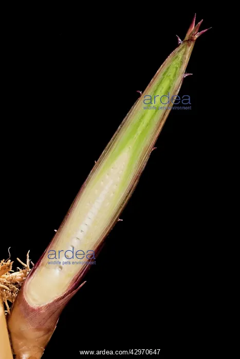 : Bamboo - cross-section of shoot : Bamboo - cross-section of shoot