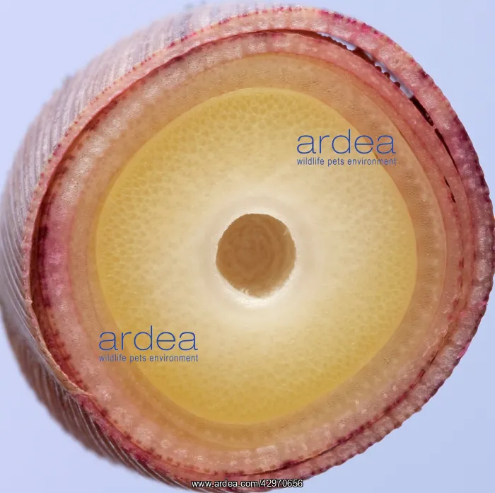: Bamboo - cross-section of shoot : Bamboo - cross-section of shoot