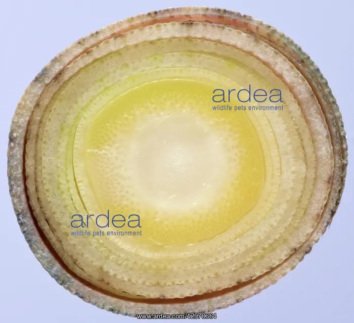 : Bamboo - cross-section of shoot : Bamboo - cross-section of shoot