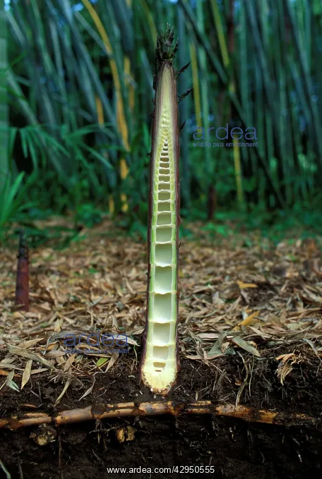 : Bamboo - cross section of a shoot emerging from : Bamboo - cross section of a shoot emerging from