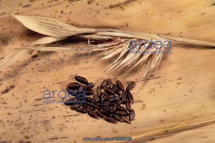 : Bamboo - dry flowers and seeds : Bamboo - dry flowers and seeds