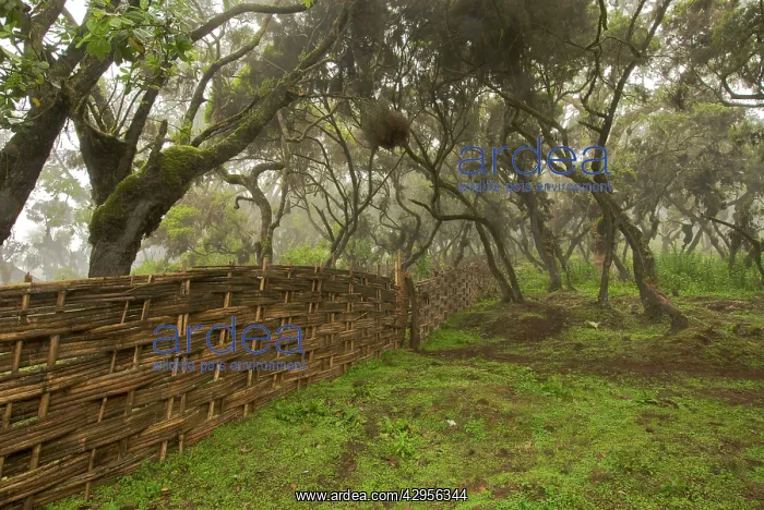 : Bamboo fence in Harenna forest : Bamboo fence in Harenna forest