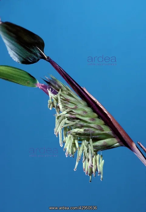 : Bamboo flowers : Bamboo flowers
