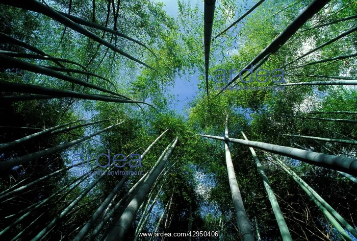 : Bamboo Forest - from below : Bamboo Forest - from below