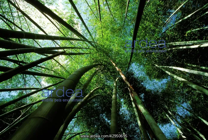 : Bamboo - forest from below : Bamboo - forest from below