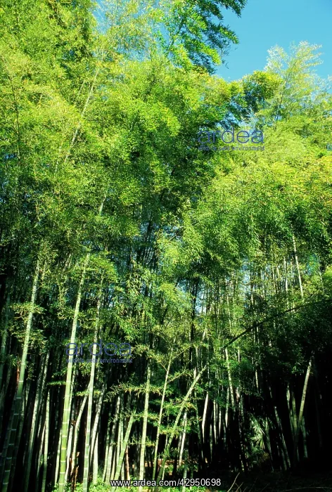 : Bamboo - forest : Bamboo - forest
