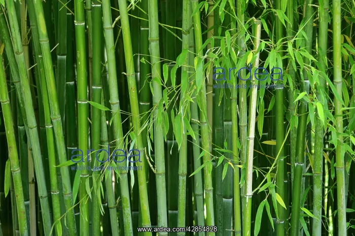 : Bamboo - forest with densely packed stipes with : Bamboo - forest with densely packed stipes with
