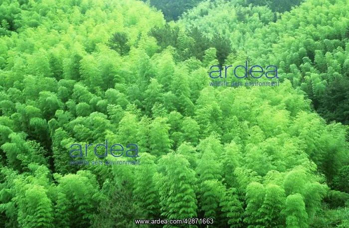 : Bamboo forest on the foothills of Mount Huangshan : Bamboo forest on the foothills of Mount Huangshan