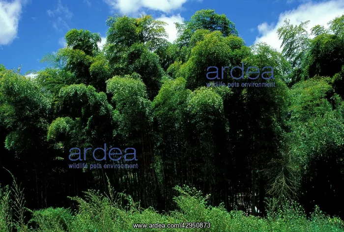 : Bamboo Forest, La Bambouseraie', Anduze, France : Bamboo Forest, La Bambouseraie', Anduze, France