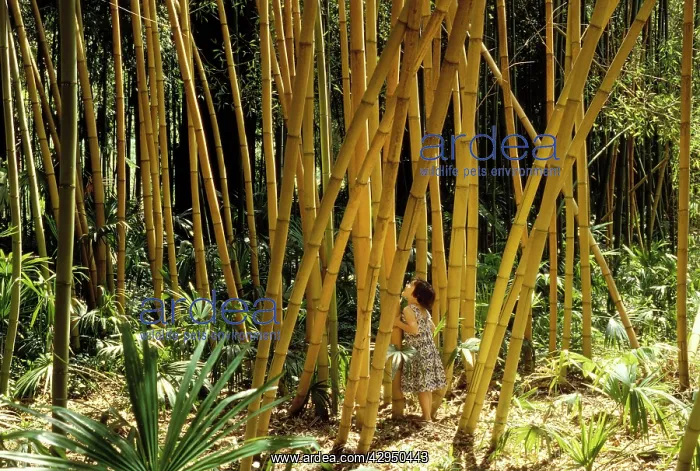 : Bamboo Forest - with young girl in. La Bambouseraie' : Bamboo Forest - with young girl in. La Bambouseraie'