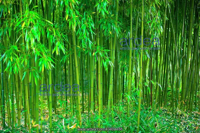 : Bamboo Garden : Bamboo Garden