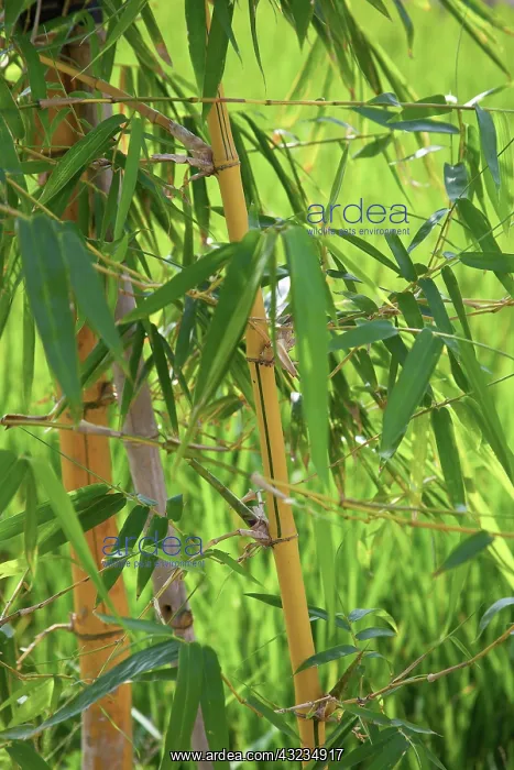 : Bamboo, Giao Thien Commune, Red River Delta : Bamboo, Giao Thien Commune, Red River Delta