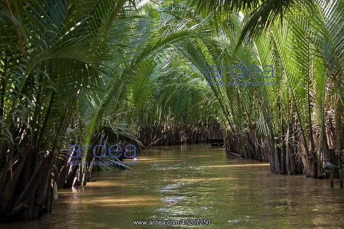 : Bamboo growing on the Mekong River, Mekong, My Tho : Bamboo growing on the Mekong River, Mekong, My Tho