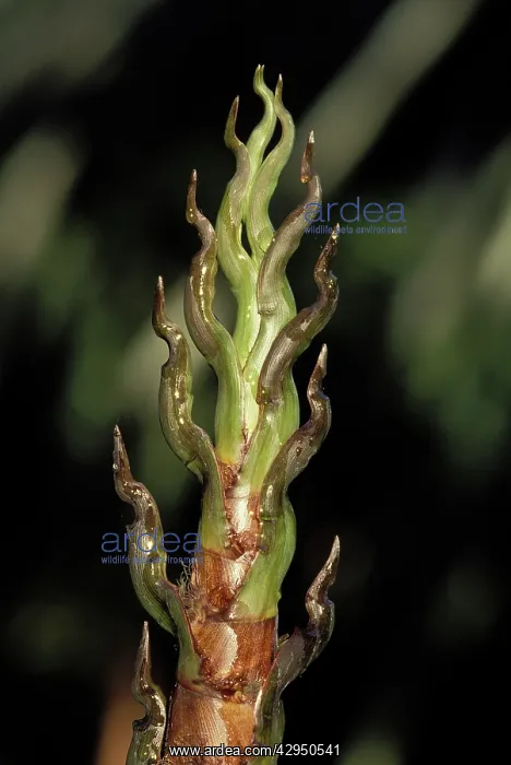 : Bamboo - head of shoot : Bamboo - head of shoot