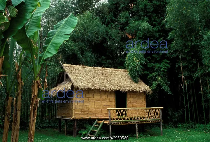 : Bamboo house, typical laotian : Bamboo house, typical laotian