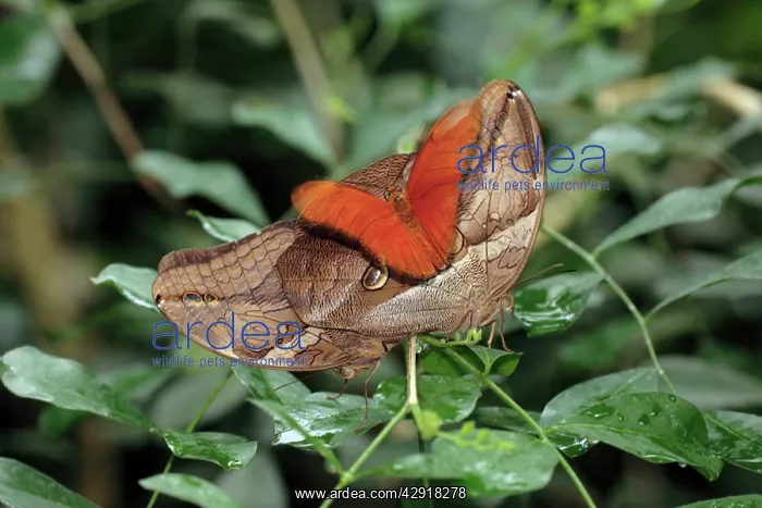  : Bamboo and Julia Heliconian butterfly (Dryas julia)