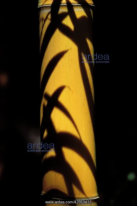 : Bamboo - leavesI shadow on a stubble : Bamboo - leavesI shadow on a stubble