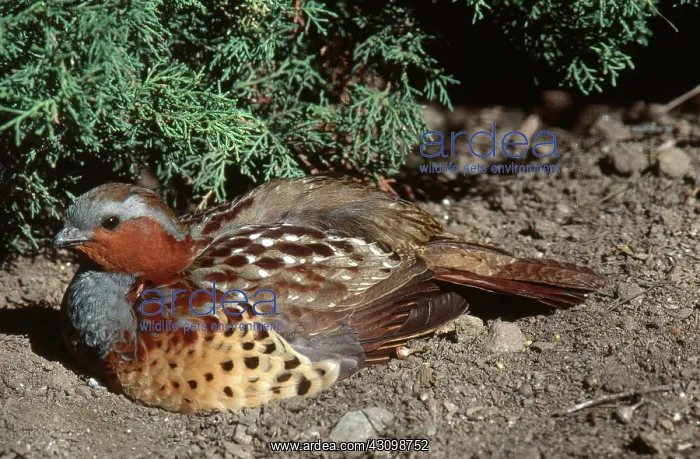 : Bamboo Partridge : Bamboo Partridge