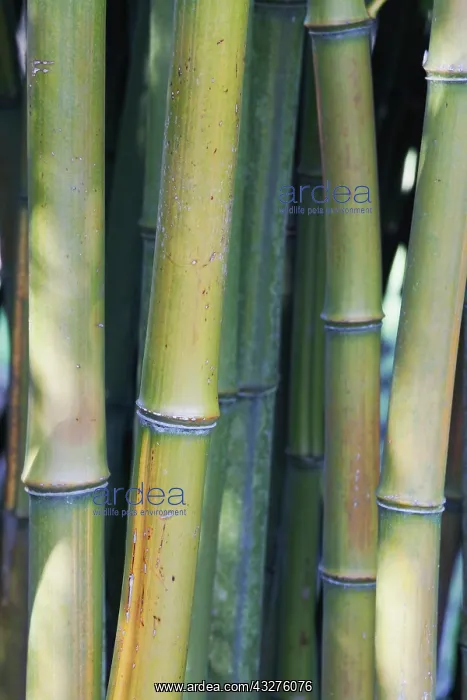 : Bamboo, Phyllostachys aureosulcata, Yellow subject : Bamboo, Phyllostachys aureosulcata, Yellow subject