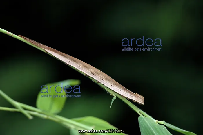 : Bamboo / Purple Mort-Blue Butterfly - caterpillar : Bamboo / Purple Mort-Blue Butterfly - caterpillar