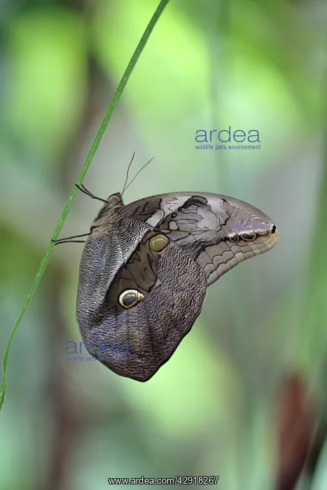 : Bamboo / Purple Mort-Blue Butterfly - resting on : Bamboo / Purple Mort-Blue Butterfly - resting on