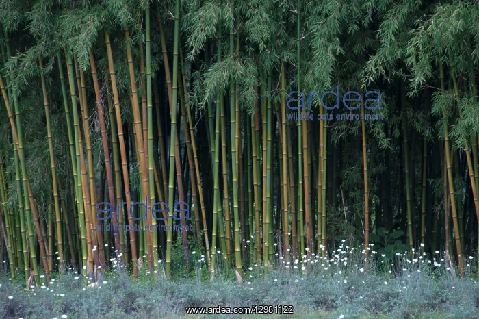 : Bamboo - and Pyrethrum Daisies : Bamboo - and Pyrethrum Daisies
