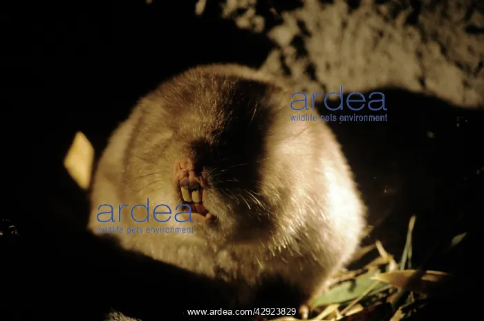 : BAMBOO RAT - C / U HEAD : BAMBOO RAT - C / U HEAD