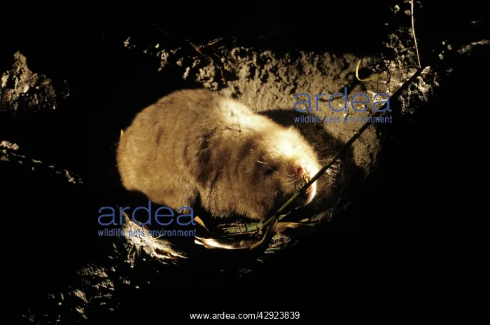 : BAMBOO RAT - IN TUNNEL : BAMBOO RAT - IN TUNNEL