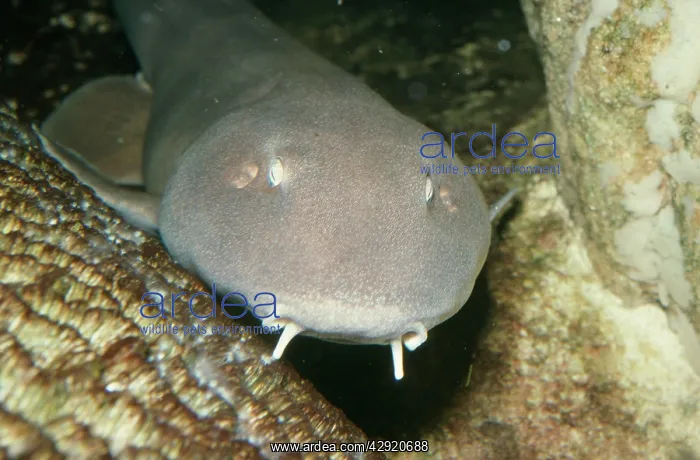  : Bamboo Shark
