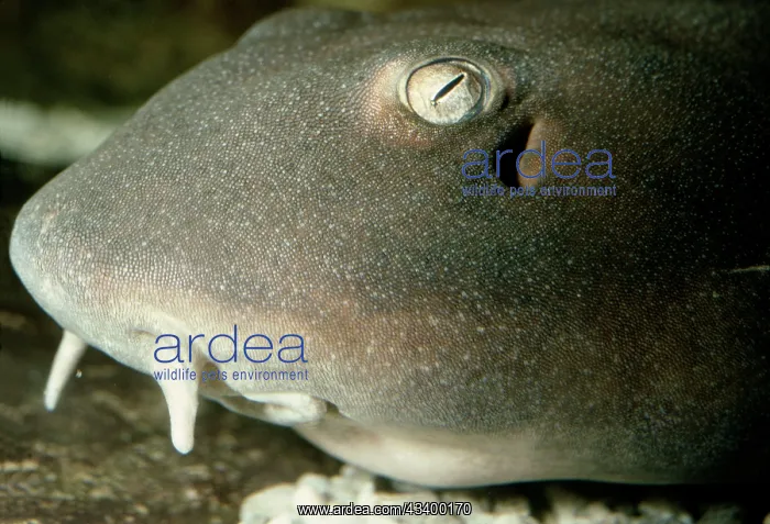 : Bamboo Shark sp - Showing skin teeth dermal denticles : Bamboo Shark sp - Showing skin teeth dermal denticles