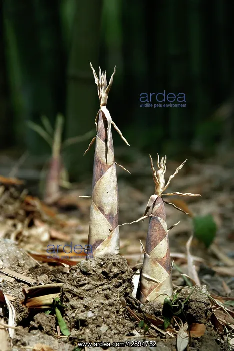 : Bamboo - shoots