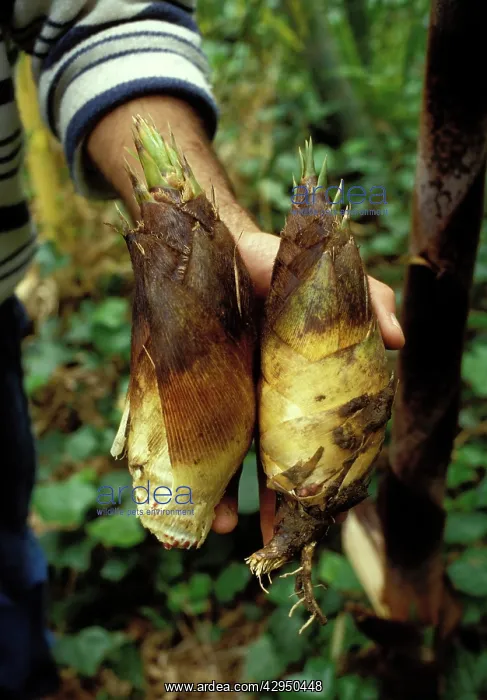 : Bamboo - shoots for consumption : Bamboo - shoots for consumption