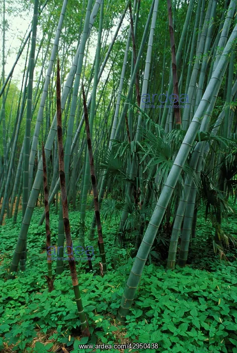 : Bamboo - shoots emerging from the ground : Bamboo - shoots emerging from the ground