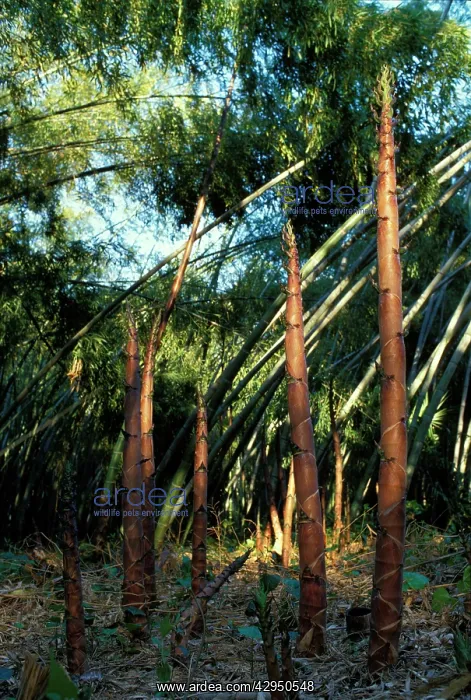 : Bamboo - shoots emerging from the ground : Bamboo - shoots emerging from the ground