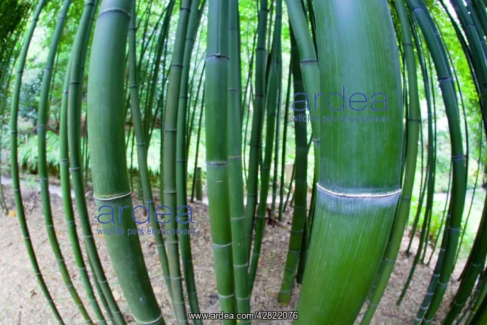 : Bamboo stems - Trebah Garden : Bamboo stems - Trebah Garden