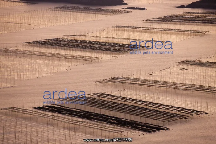 : Bamboo sticks in the seaweed farm at sunrise : Bamboo sticks in the seaweed farm at sunrise