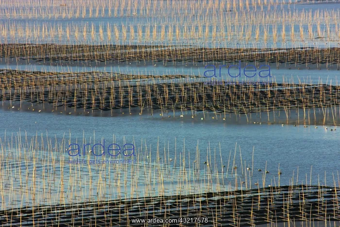: Bamboo sticks in the seaweed farm at sunrise : Bamboo sticks in the seaweed farm at sunrise