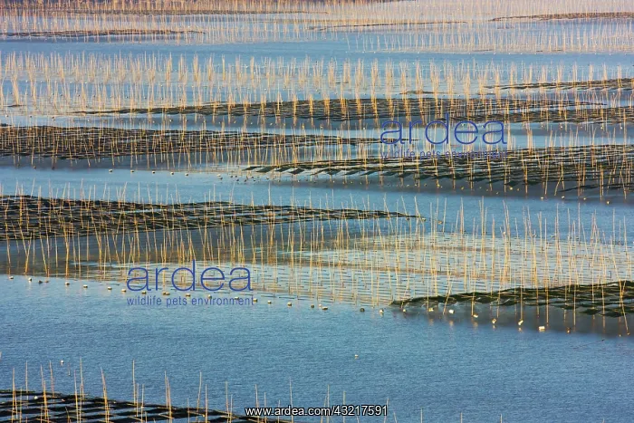 : Bamboo sticks in the seaweed farm at sunrise : Bamboo sticks in the seaweed farm at sunrise