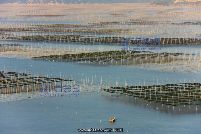 : Bamboo sticks in the seaweed farm at sunrise : Bamboo sticks in the seaweed farm at sunrise