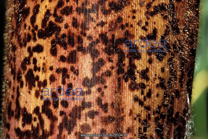 : Bamboo - detail of the stubble : Bamboo - detail of the stubble