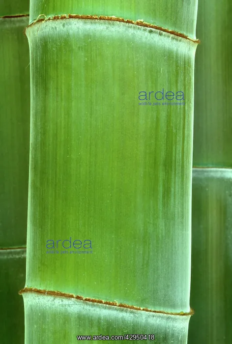 : Bamboo - detail of the stubble : Bamboo - detail of the stubble